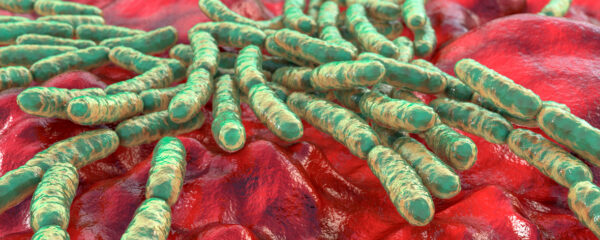 Lactobacilles gasseri